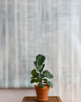 Modern interior with a large hanging panel of gray-toned abstract wallpaper featuring vertical brushstroke stripes, complemented by a potted fiddle-leaf fig on a woven table.