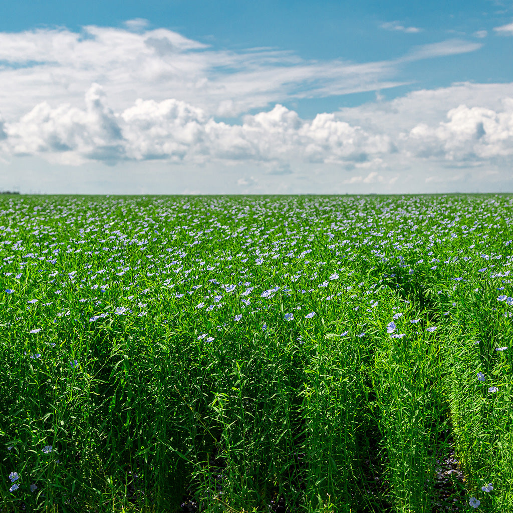 Expansive green flax field under a bright blue sky, with delicate light purple flowers blooming across the landscape.